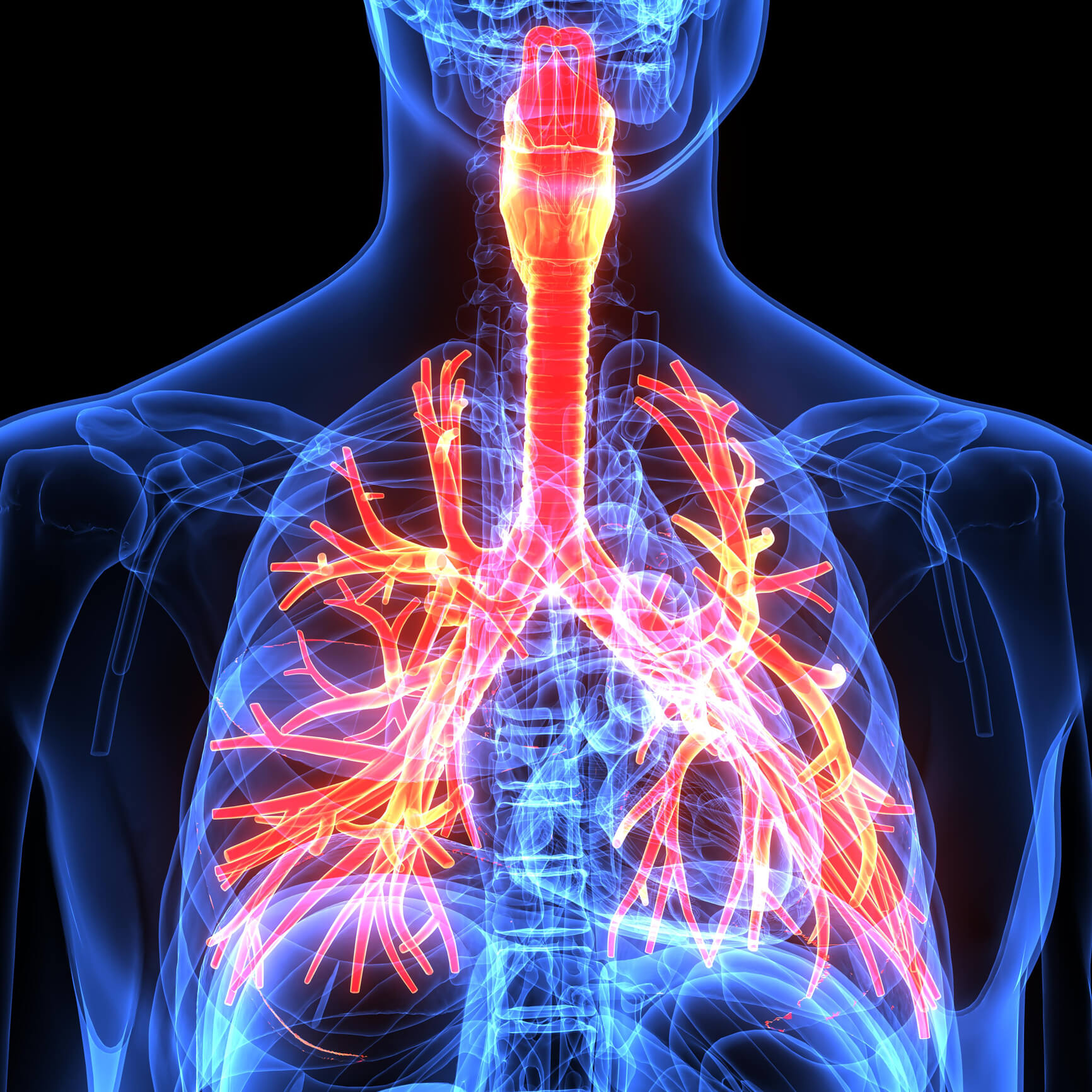 Airway Anatomy: A Brief Review